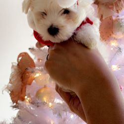 Pawfect Puppies