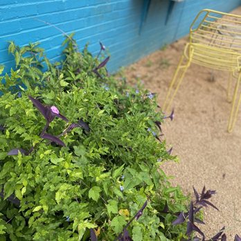 Catalina Coffee - Coffee & Tea Near Me - Houston, Texas Catalina Coffee - Coffee & Tea Near Me - Houston, Texas