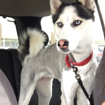 PetSmart Dog Training - After - Pet Stores Near Me - Memphis, Tennessee