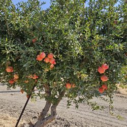 Arya Farm Produce - U pick open now, fresh super sweet pomegranate. Wonderful time with my family here, very nice staff!