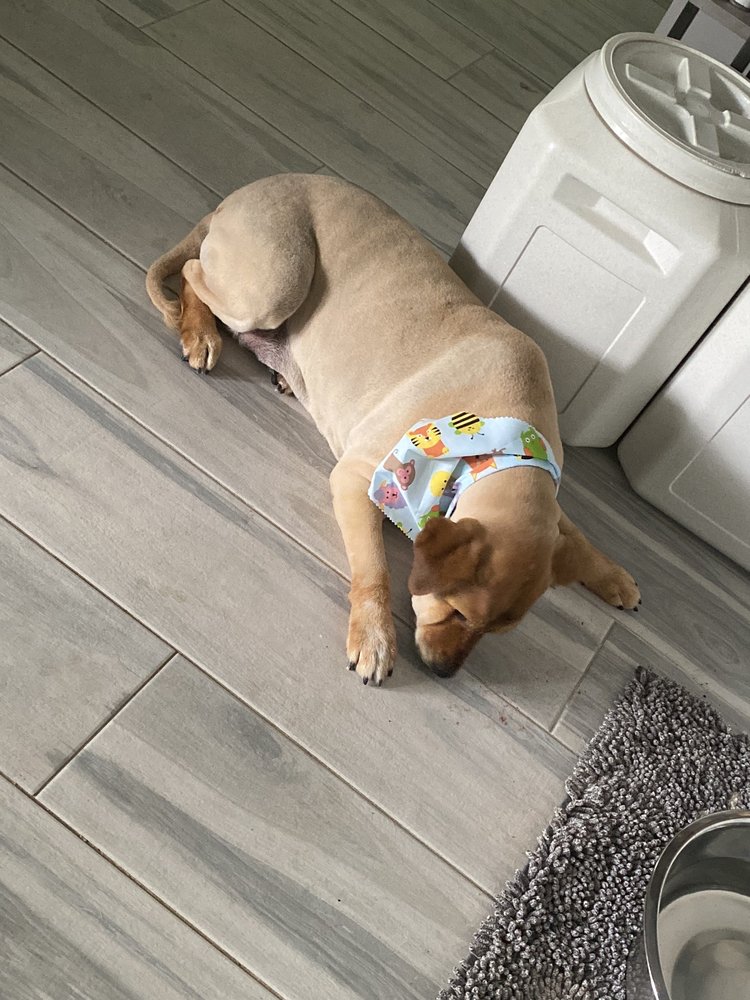 Olgui and Tiky Pet Grooming Mobile Image
