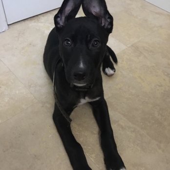 Furry Canines Rescue - Pet Adoption Near Me Furry Canines Rescue - Pet Adoption Near Me