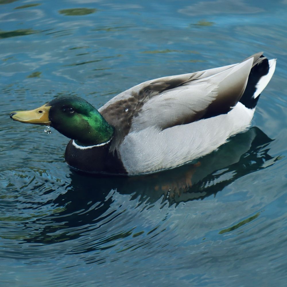 Laguna Lake Park - Mallard - Parks Near Me - Fullerton, California Laguna Lake Park - Mallard - Parks Near Me - Fullerton, California