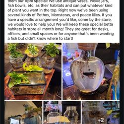 Advanced Aquatics - Betta Fish Tanks - Ad