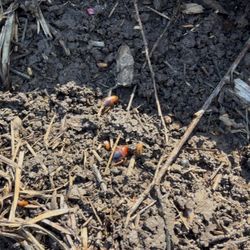 Near You Pest Control - These roaches' days are numbered!
