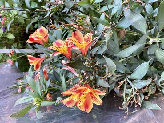 Three Fat Guys Winery by null