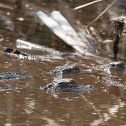 Baby Florida Alligators