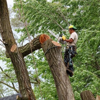 Antonios Tree Service - Tree Services Near Me - Mounds View, Minnesota Antonios Tree Service - Tree Services Near Me - Mounds View, Minnesota