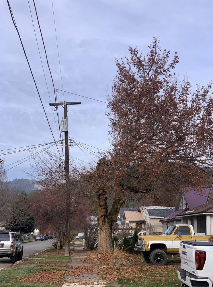 Wright Tree Service - tree service in West Des Moines, IA