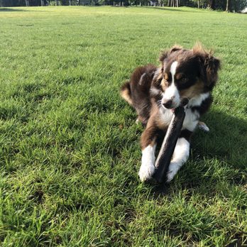 Wallace Park - Dog Parks Near Me - Portland, Oregon Wallace Park - Dog Parks Near Me - Portland, Oregon