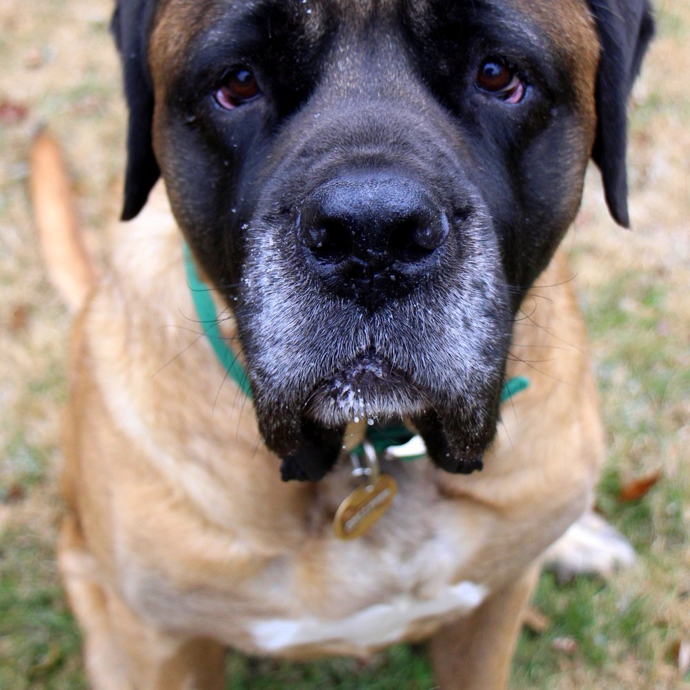 McMillan Animal Behavior - Gulliver - Thank you, Trish, for helping my big guy with confidence & his separation anxiety! - Pet Training Near Me - Mars Hill, North Carolina McMillan Animal Behavior - Gulliver - Thank you, Trish, for helping my big guy with confidence & his separation anxiety! - Pet Training Near Me - Mars Hill, North Carolina