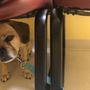 Photo of Compassionate Care Veterinary Clinic