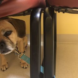 Compassionate Care Veterinary Clinic