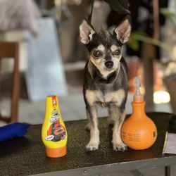 LA Dog Groomers - Brodie, that Mohawk looks good on you #Chihuahua #after