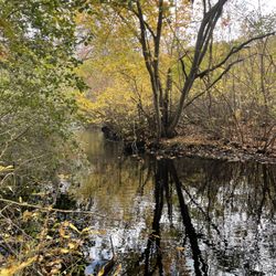 South Kingstown Land Trust Sculpture Park/Trail - Quiet stream near the Sculpture trail