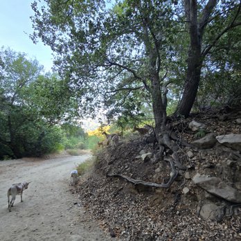 La Tuna Canyon Park - Shady trees and goats enjoying the foilage - Parks Near Me - Sun Valley, California La Tuna Canyon Park - Shady trees and goats enjoying the foilage - Parks Near Me - Sun Valley, California