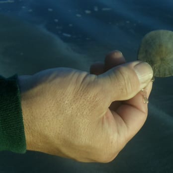 Morro Bay State Park - Found a sand dollar - Parks Near Me - Morro Bay, California Morro Bay State Park - Found a sand dollar - Parks Near Me - Morro Bay, California