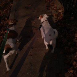 DoggyDawg Pet Services