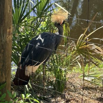 Brevard Zoo - Cool bird - Zoos Near Me - Melbourne, Florida Brevard Zoo - Cool bird - Zoos Near Me - Melbourne, Florida