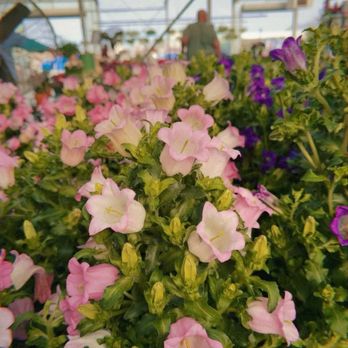 Calloway's Nursery - Nurseries & Gardening Near Me - Plano, Texas