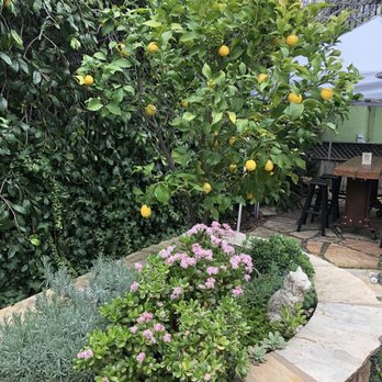 We Olive & Wine Bar - Mature lemon tree on back patio - Wine Bars Near Me - Los Gatos, California We Olive & Wine Bar - Mature lemon tree on back patio - Wine Bars Near Me - Los Gatos, California