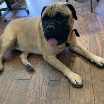 Route 66 Pet Salon - Clean and happy boy - Pet Boarding Near Me - Albuquerque, New Mexico Route 66 Pet Salon - Clean and happy boy - Pet Boarding Near Me - Albuquerque, New Mexico