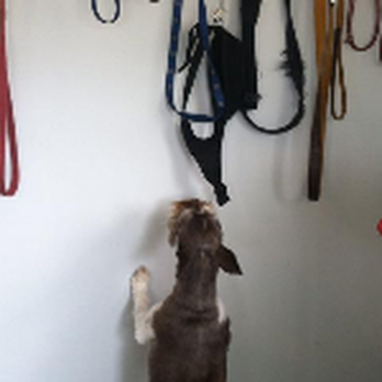 Calling All Paws - Pet Groomers Near Me Calling All Paws - Pet Groomers Near Me