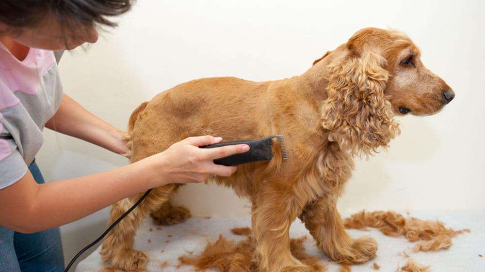 Brizes Kennel - pet boarding facility in Elizabeth, PA