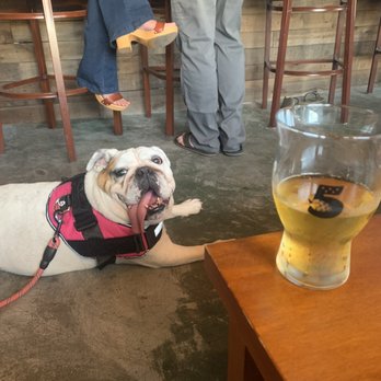 5 Branches Brewing - Sophie loves it - Breweries Near Me - Tarpon Springs, Florida