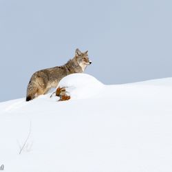 Yellowstone Guidelines