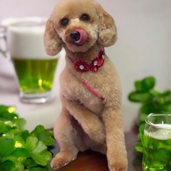 Grooming By Dee - Pet Groomers Near Me - Vacaville, California