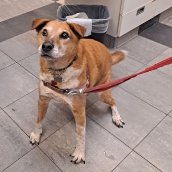 Palisades Veterinary Clinic - Hurley - Veterinarians Near Me - Washington, DC, District of Columbia