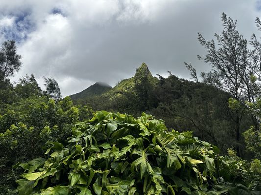 Nuʻuanu Pali Lookout by null
