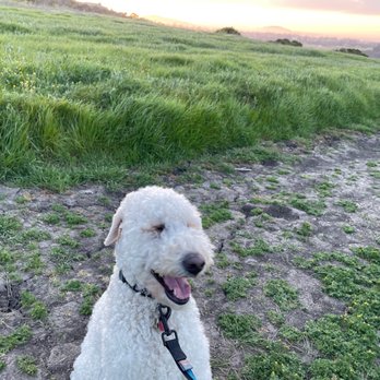 SouthernCaDoodles - Olive the pup - Pet Breeders Near Me