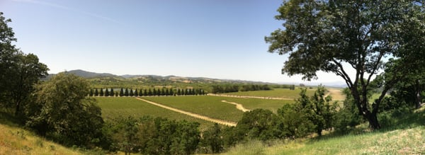 Copain Wines by null
