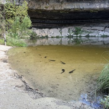 Hamilton Pool Preserve - The fish were the most exciting thing here. - Parks Near Me - Dripping Springs, Texas
