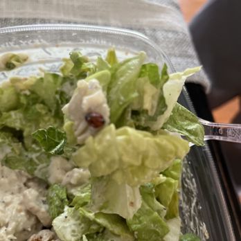 Panera Bread - Dead Ladybug in my salad. - Sandwiches Near Me - Stafford, Virginia Panera Bread - Dead Ladybug in my salad. - Sandwiches Near Me - Stafford, Virginia