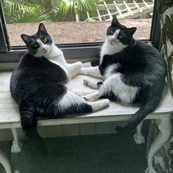 Warren Holley Drywall Repair - Nala & Bob. My cats.