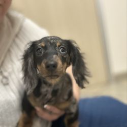 Lifeline Animal Urgent Care - Harley