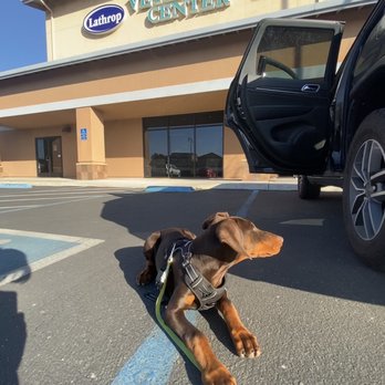 Lathrop Veterinary Center - Koda after her appointment - Veterinarians Near Me - Lathrop, California