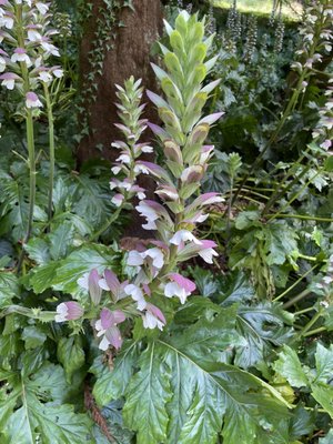 Trebah Garden by null