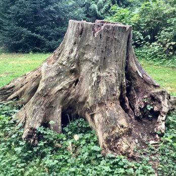 Cameron Park - Interesting looking tree stump. - Parks Near Me - Burnaby, British Columbia Cameron Park - Interesting looking tree stump. - Parks Near Me - Burnaby, British Columbia
