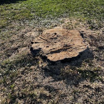 Priority Property Services FL - a tree stump in a yard - Lawn Services Near Me - Webster, Florida Priority Property Services FL - a tree stump in a yard - Lawn Services Near Me - Webster, Florida