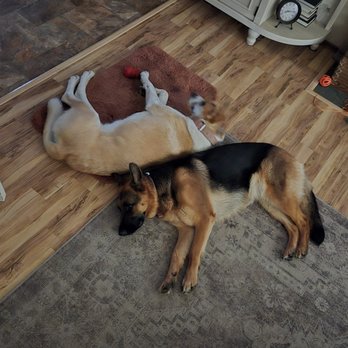 Guiding Tails - Buddies - Pet Training Near Me