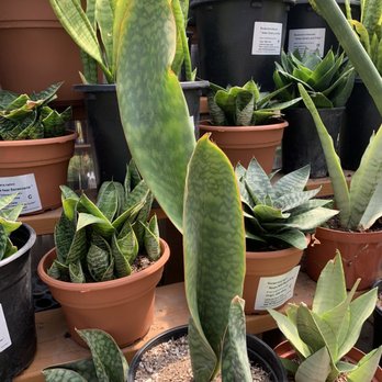 California Cactus Center - Priced L - Nurseries & Gardening Near Me - Pasadena, California