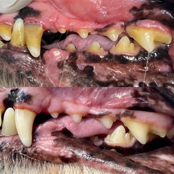 Bright N’ Shine Pet Dental - These are before and after photos taken of my 15 year old dog's teeth. - Pet Services Near Me - Boca Raton, Florida Bright N’ Shine Pet Dental - These are before and after photos taken of my 15 year old dog's teeth. - Pet Services Near Me - Boca Raton, Florida