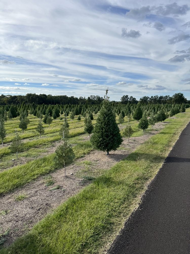 OLD TIME CHRISTMAS TREE FARM TEMP. CLOSED 125 Photos & 62 Reviews