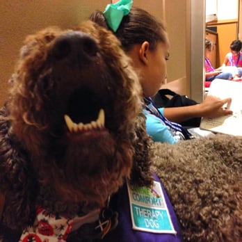Livermore Public Library - Darwin loves hanging out with the kids at the Livermore Library's Paws to Read program. He enjoys being a reading bolster. :) - Libraries Near Me - Livermore, California