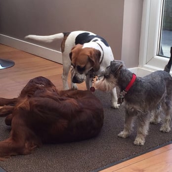 Care2Pets - Lolli & her pals! - Dog Walkers Near Me - Stockport, XGM