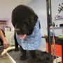Photo of Sassy Paws Grooming Salon